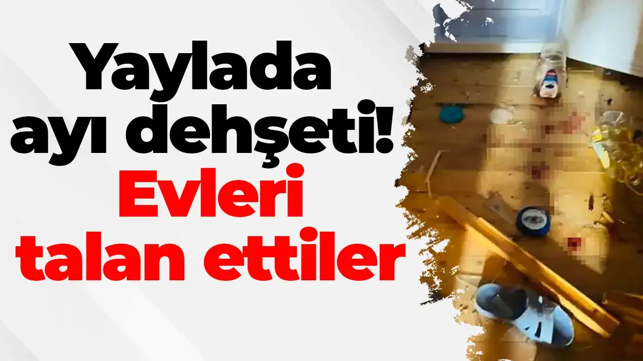 Yaylada ayı dehşeti!  Evleri talan ettiler