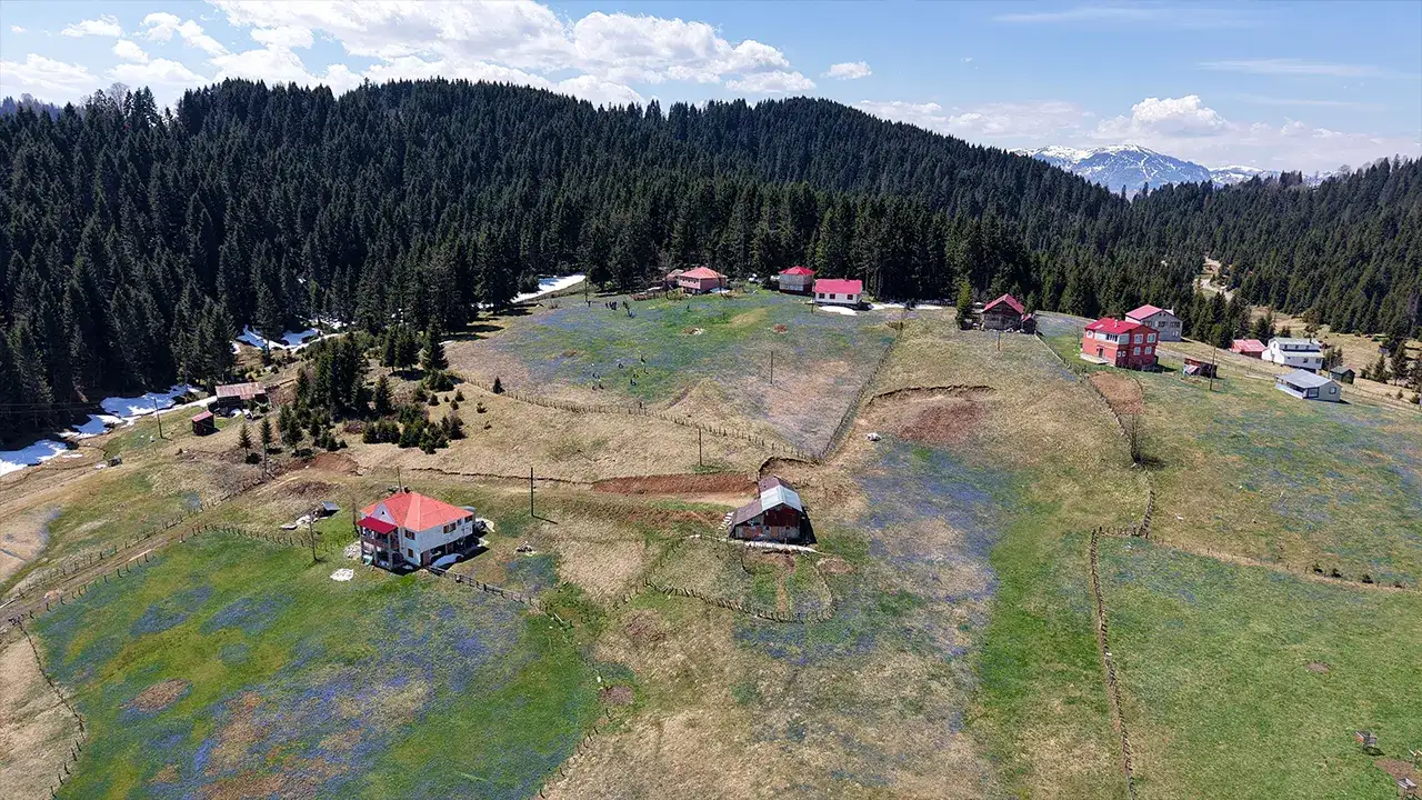 Trabzon’da eşsiz manzara! Yayla mora döndü