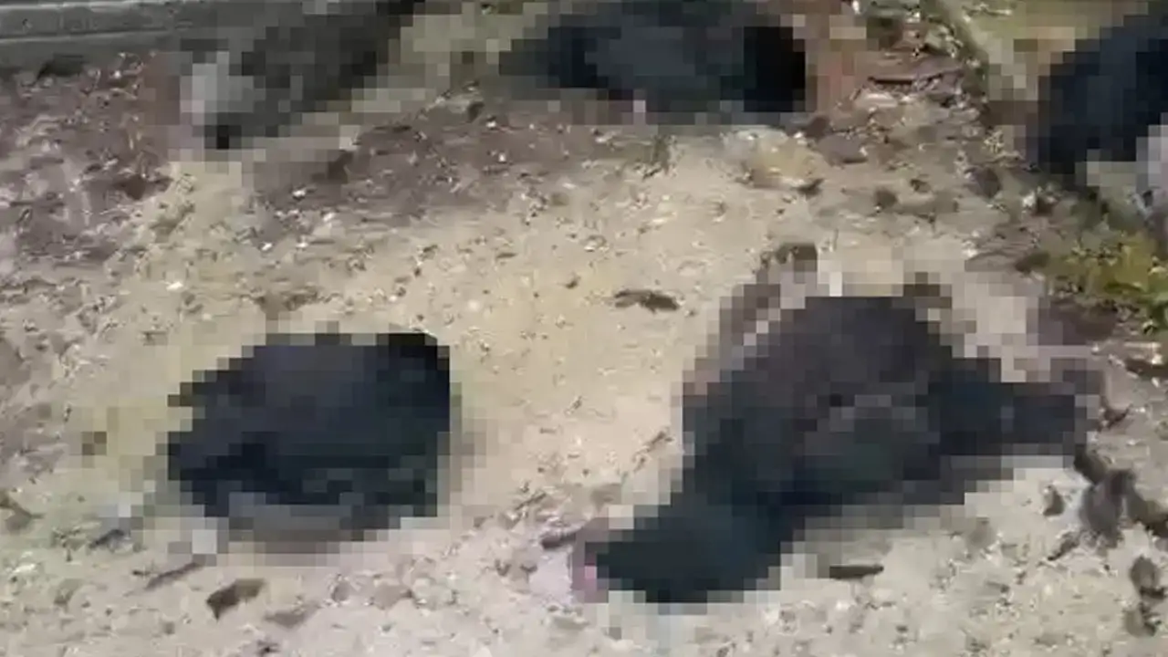 Ordu'da  kümese giren tilki 14 tavuğu telef etti