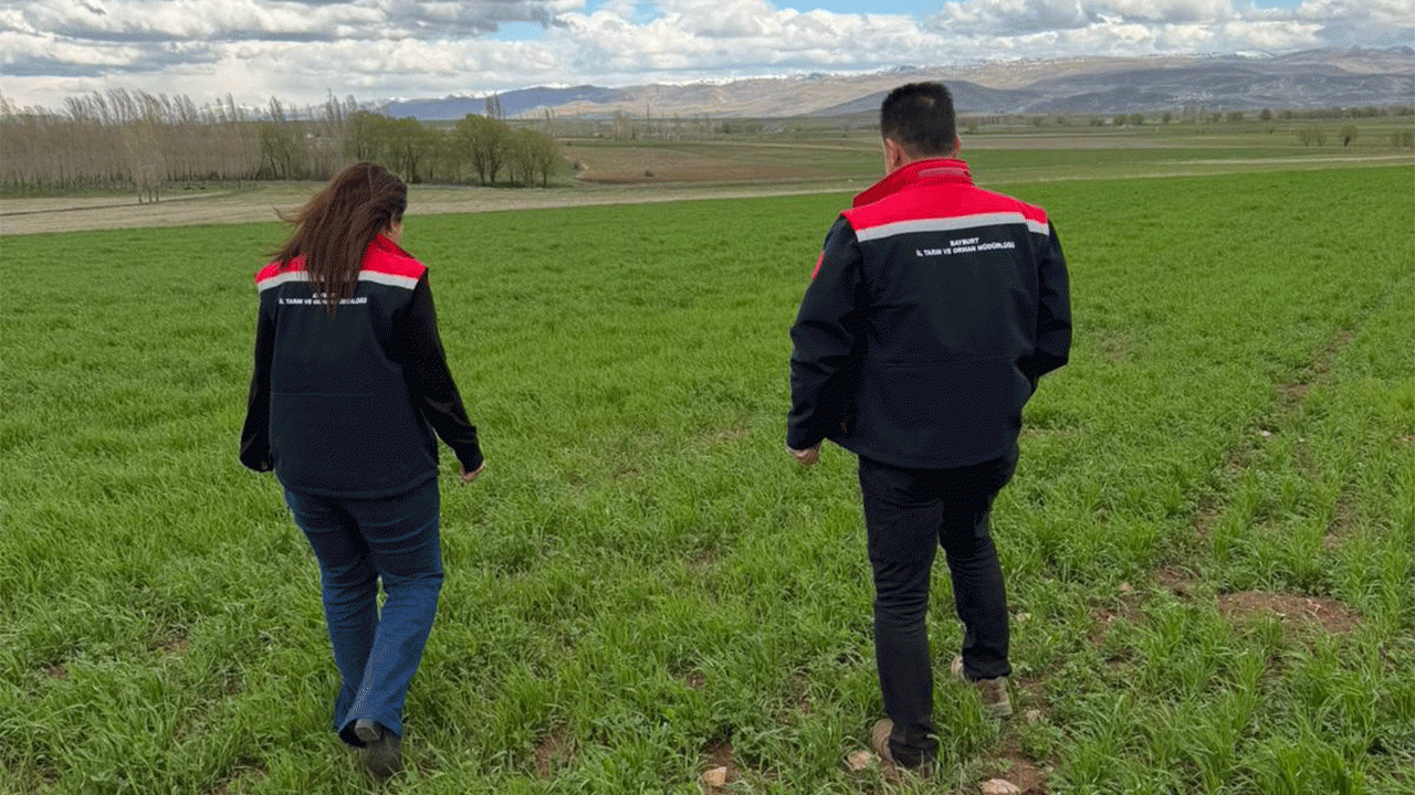 Aydıntepe’de hububat alanlarında hastalık ve zararlı kontrolü