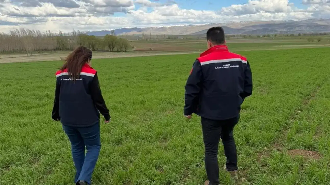 Bayburt Aydıntepe’de hububat alanlarında hastalık denetimi