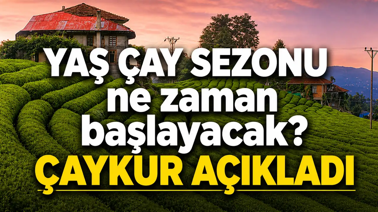 Yaş çay sezonu ne zaman başlayacak? ÇAYKUR açıkladı