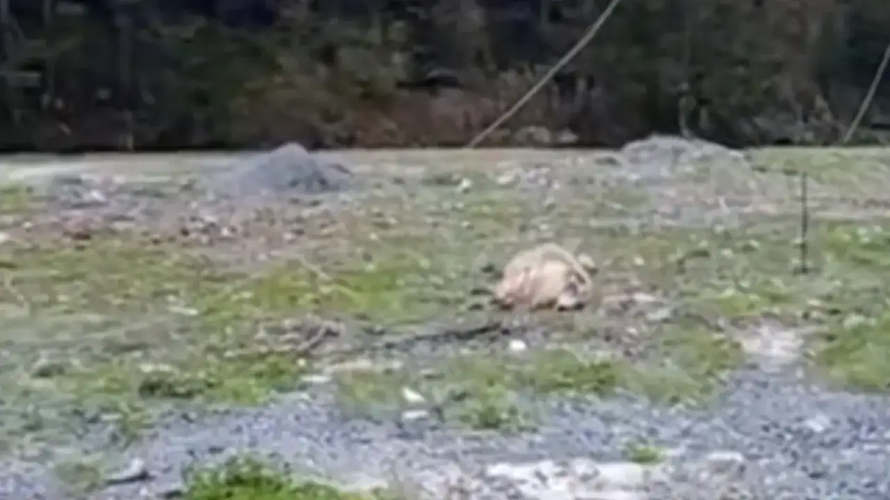 Trabzon'da aynı bölgede ikinci vaka! Elektrik hatları hayvanları vurdu