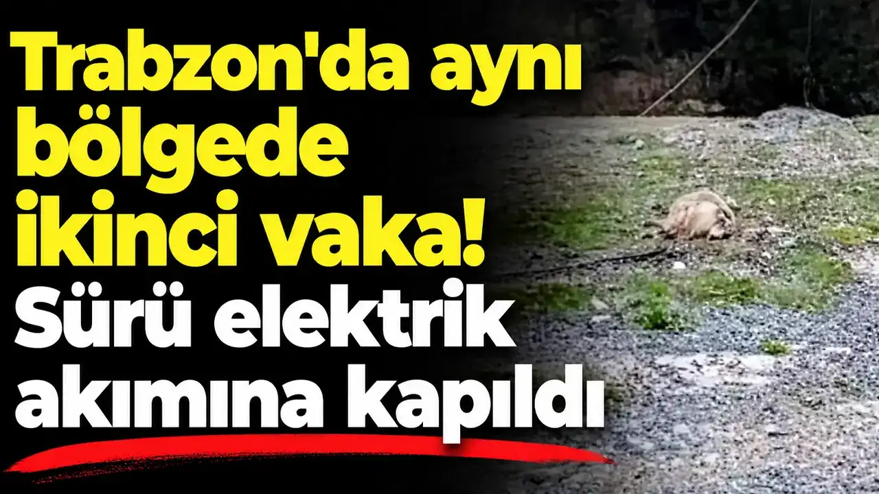Trabzon'da aynı bölgede ikinci vaka! Elektrik hatları hayvanları vurdu