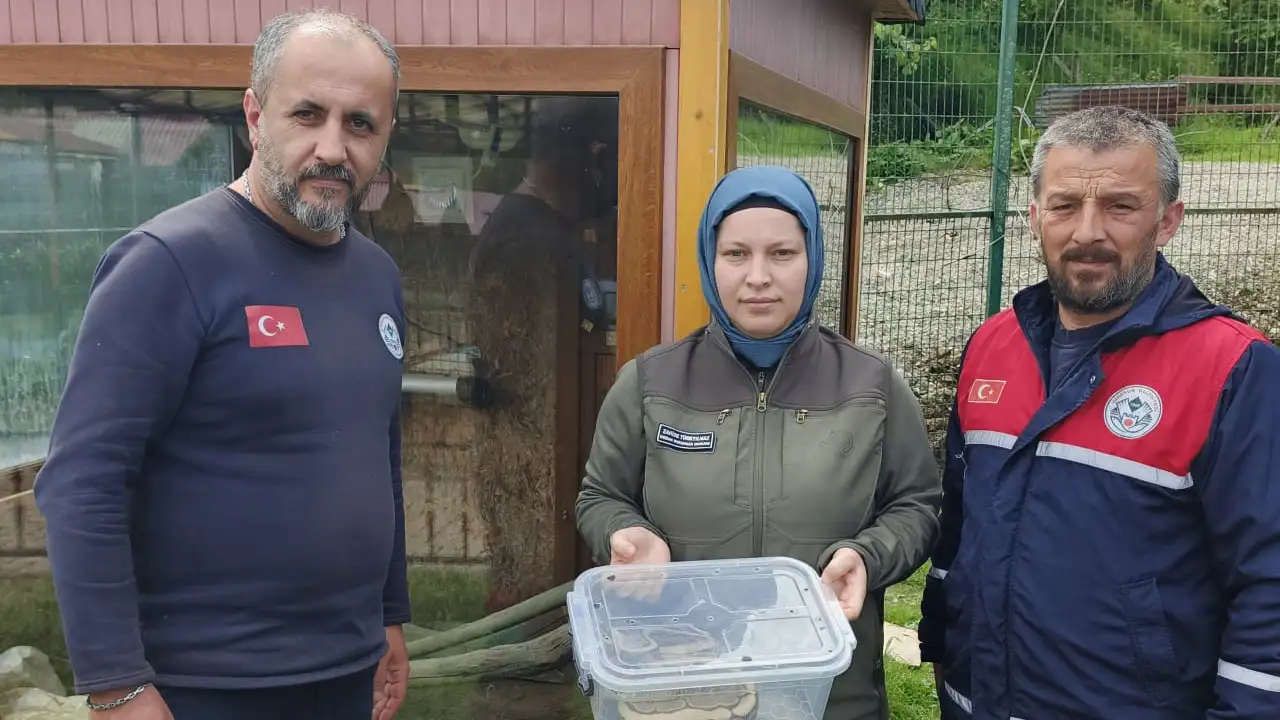 Ordu’da ele geçirilen piton Giresun’da koruma altına alındı