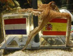 Kahin ahtapot Paul öldü