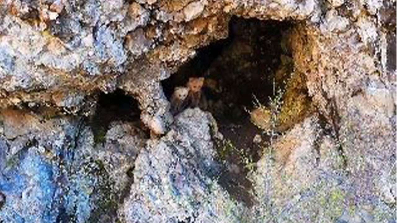 Bölgemizde anne ayı ve yavruları inlerinde görüntülendi