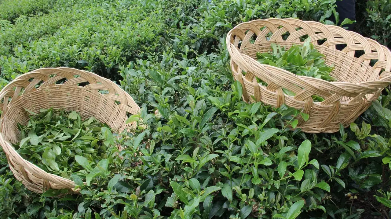 Trabzon’da çay sezonu öncesi Başkan Ergan'an kritik uyarı: Fiyatlar gecikmesin