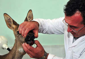 Gümüşhane’de yaralı karaca tedavi edilip yeniden doğaya dönecek