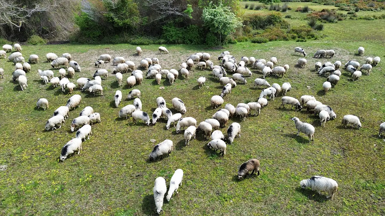 Kızılırmak Deltası’nda asırlık yayla göçü sürüyor