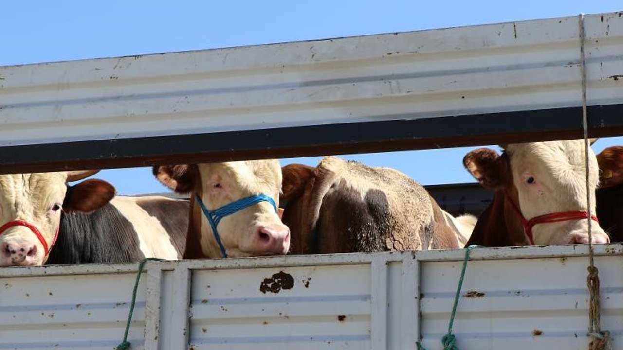 Kurban Bayramı öncesi uyarı!