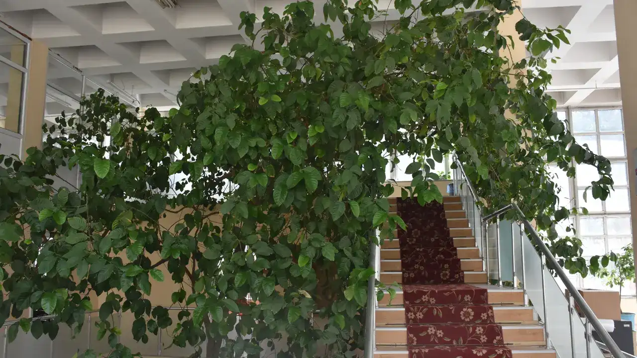 Gümüşhane’de 60 yıllık limon ağacı yeni yerine taşınacak