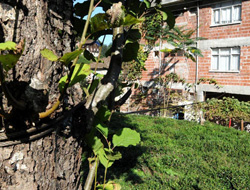 Evlerini halatla ağaçlara bağladılar