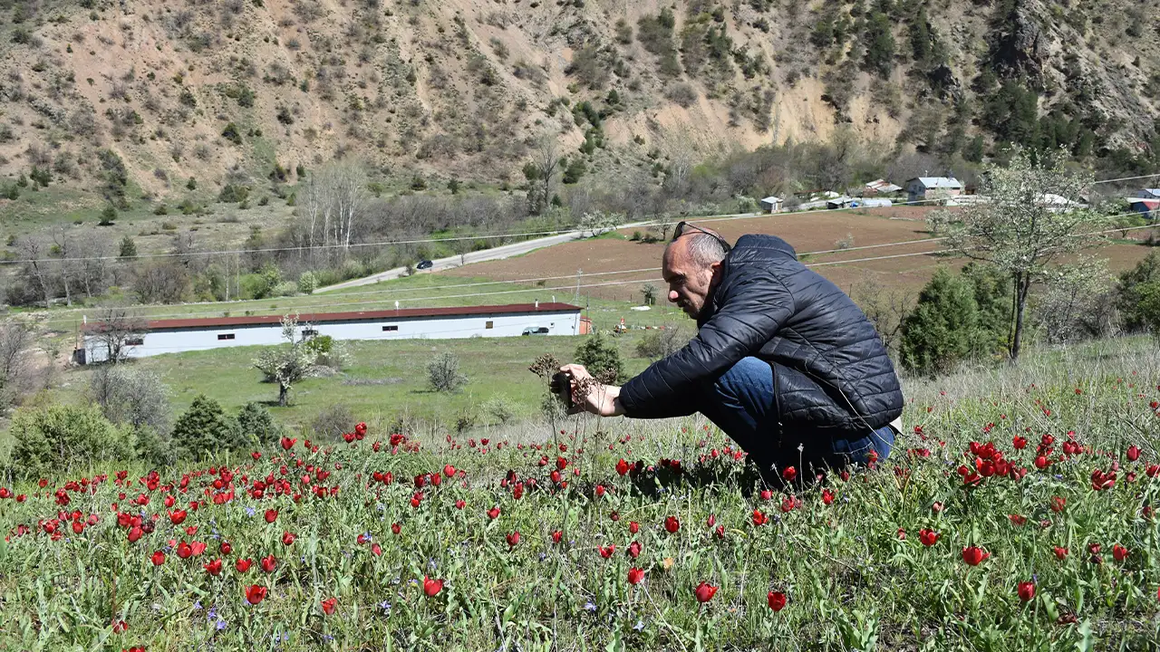 Gümüşhane’de dağ laleleri tarlaları renklendirdi