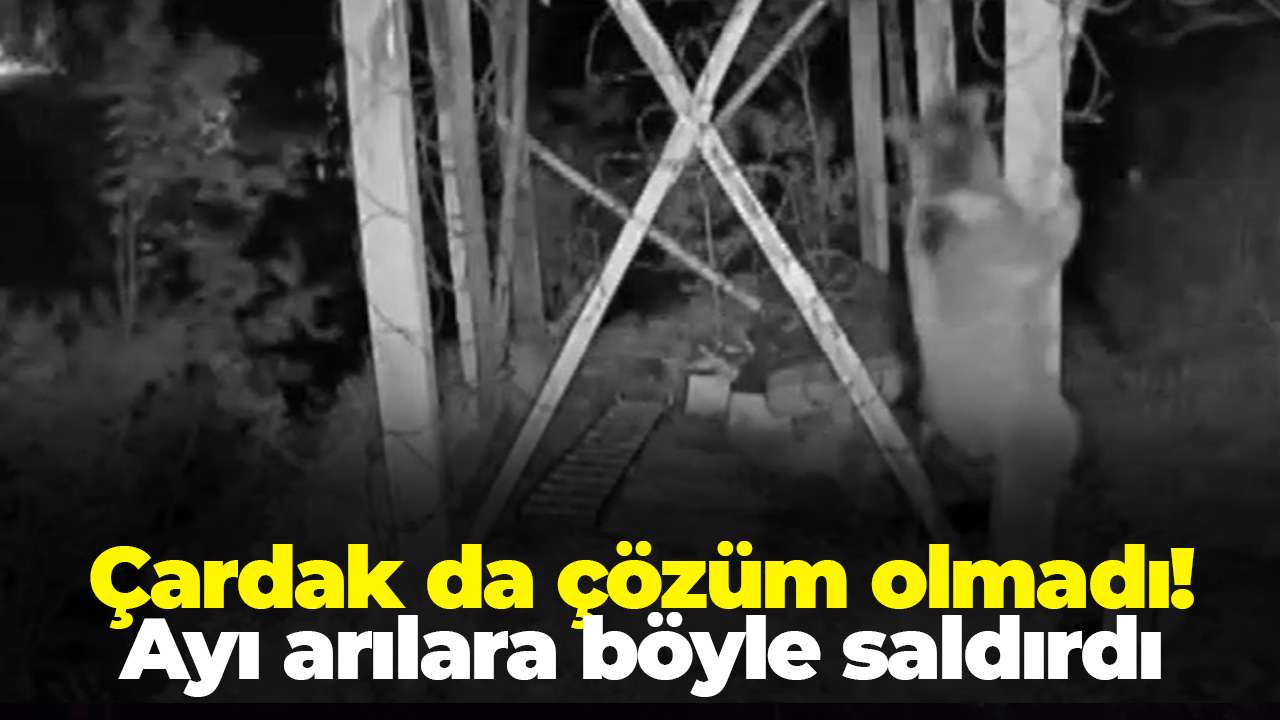 Çardak da çözüm olmadı! Ayı arılara böyle saldırdı