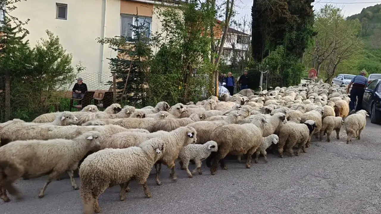 Ordu’da yayla göçü başladı! Çobanlar yollara düştü