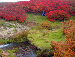Yaylalar renk cümbüşü