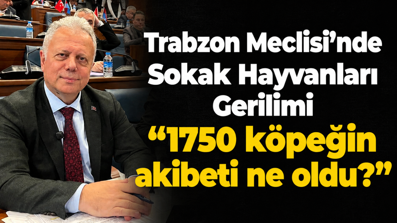 Trabzon Meclisi’nde Sokak Hayvanları Gerilimi: “1750 köpeğin akıbeti ne oldu?"