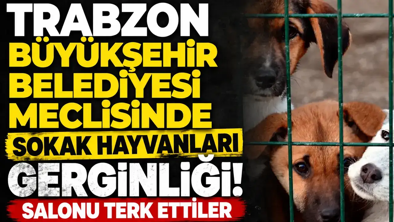 Trabzon Büyükşehir Belediyesi meclisinde sokak hayvanları gerginliği: Salonu terk ettiler