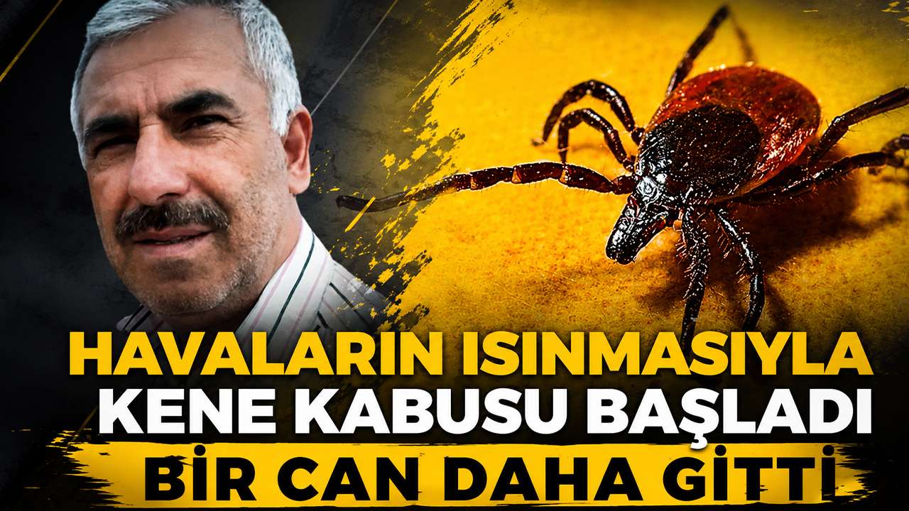 Havaların ısınmasıyla kene kabusu başladı: Bir can daha gitti