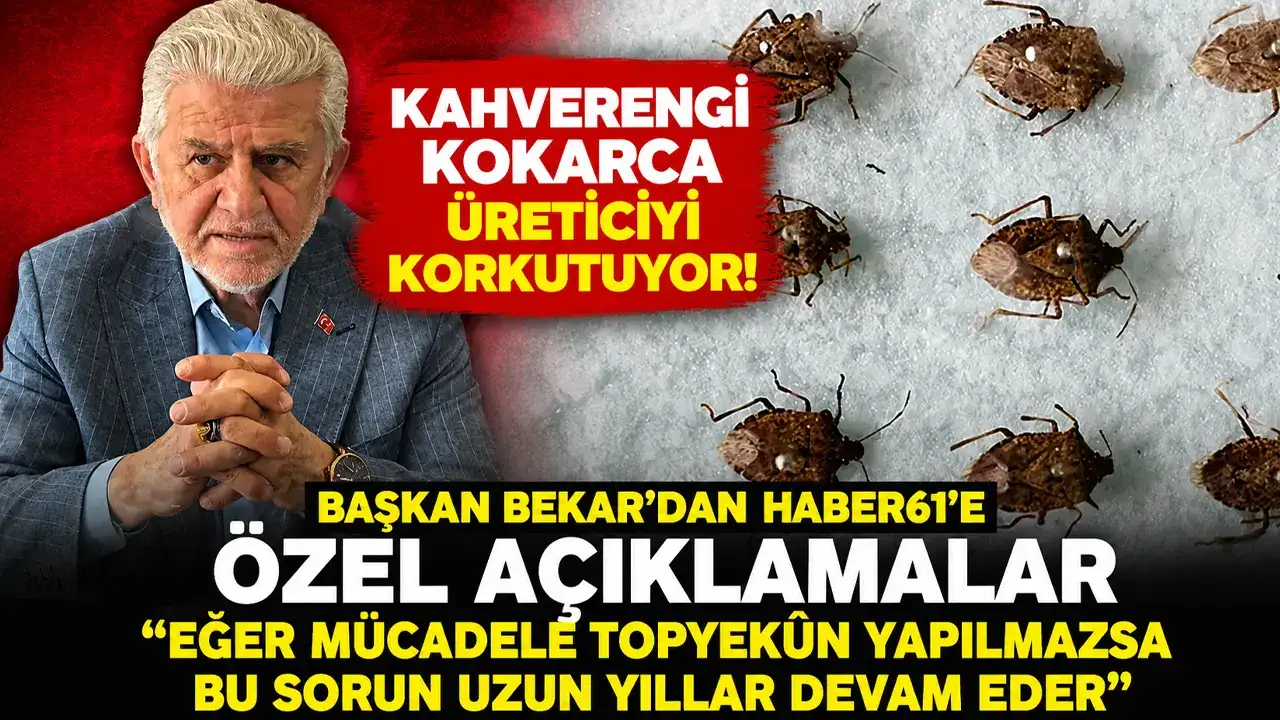 Kahverengi kokarca alarmı! “Mücadele topyekûn yapılmalı”