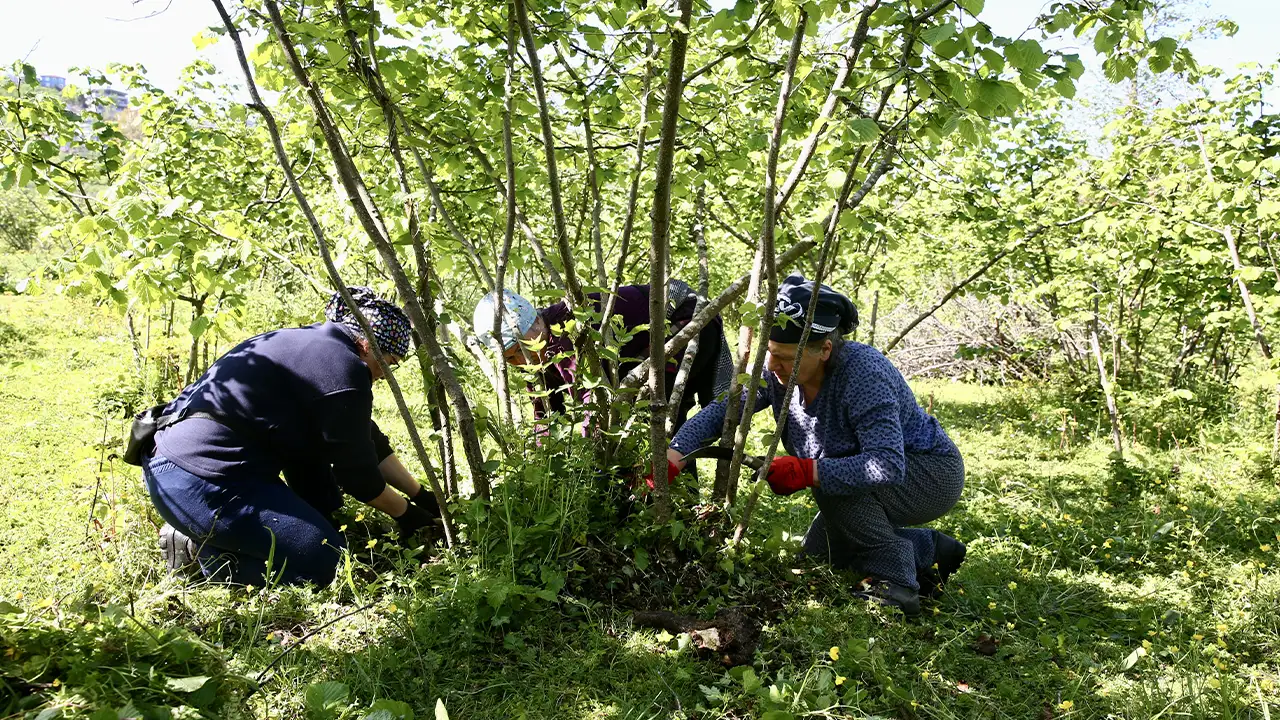 Giresun’da fındıkta “yarıcılık sistemi” yeniden canlanıyor