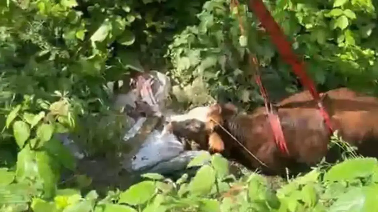 Rize’de dere yatağına yuvarlanan kurbanlık inek vinçle kurtarıldı