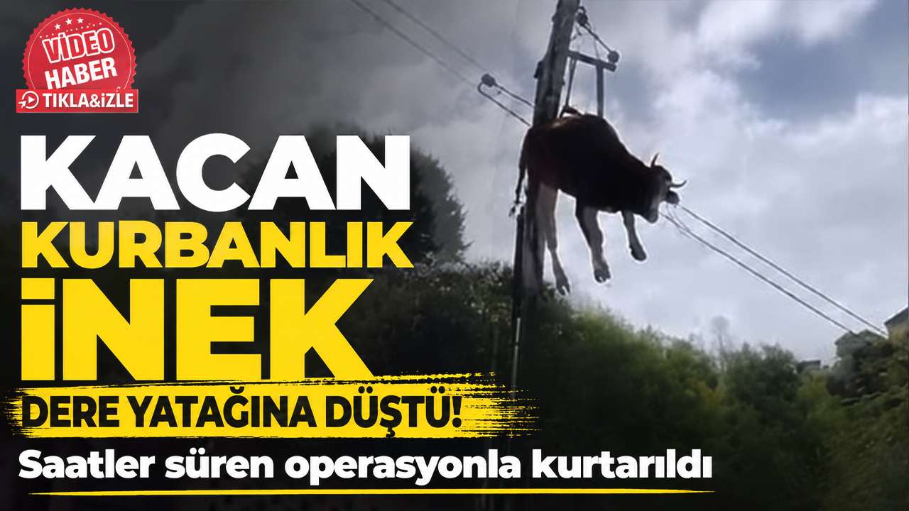 Kaçan kurbanlık inek dere yatağına düştü! Saatler süren operasyonla kurtarıldı