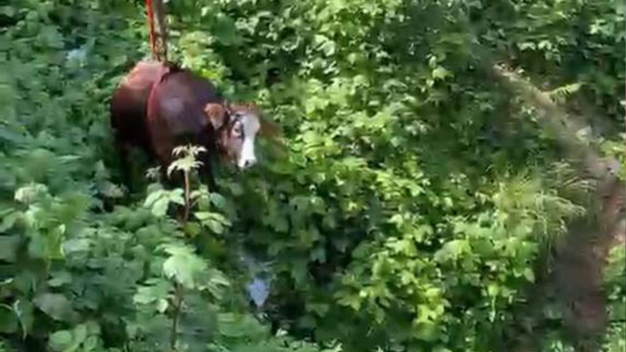 Kaçan kurbanlık inek dere yatağına düştü! Saatler süren operasyonla kurtarıldı