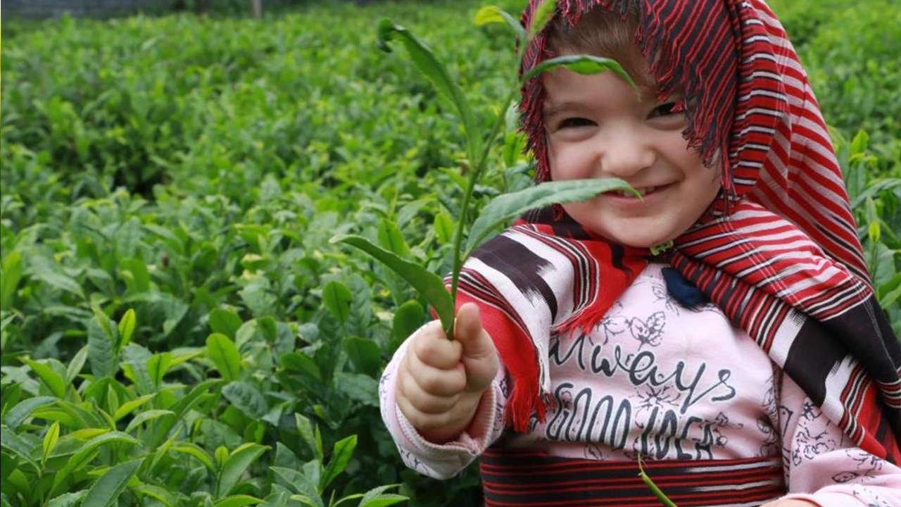 Çay üreticisinin beklediği fiyat belli oldu