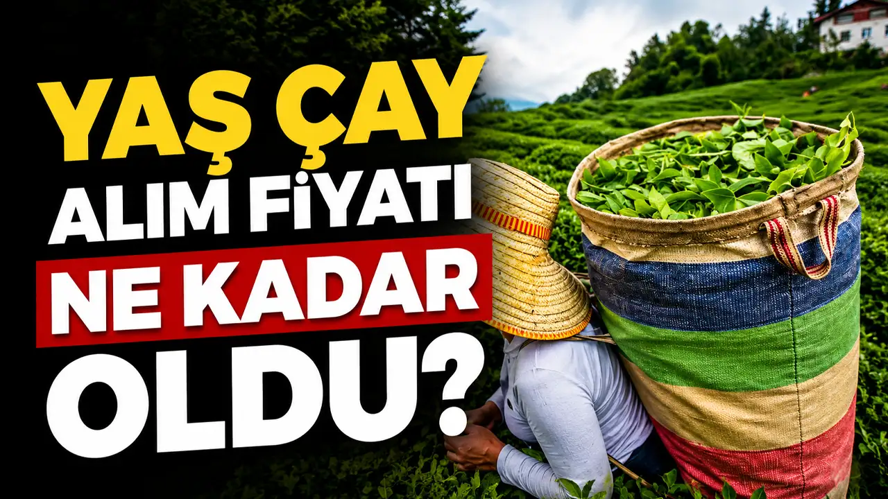 Yaş çay fiyatı 2026: Yaş çay alım fiyatı ne kadar oldu?