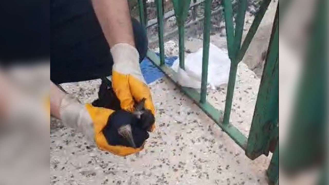 Bayburt’ta poşete dolanan kargayı baba ve oğlu kurtardı