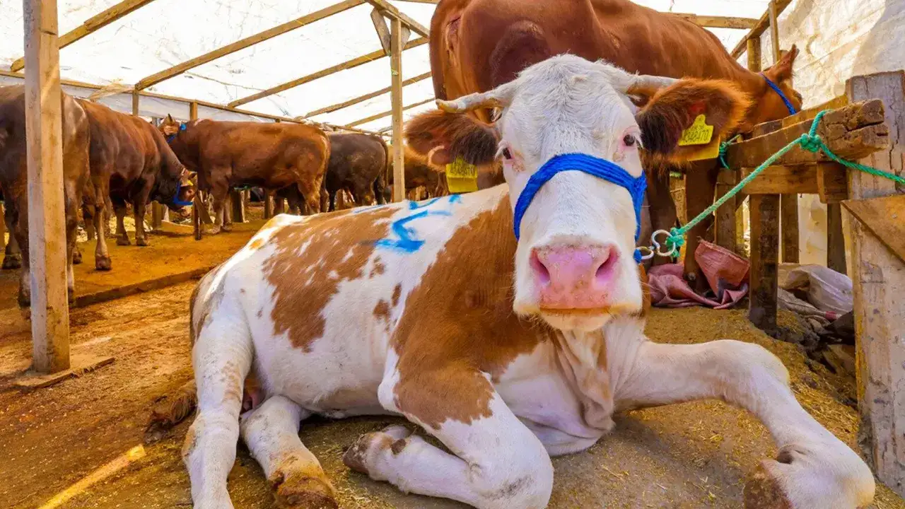 Kurban'da ilk gün kesim telaşı! “Vatandaşlar ilk gün kesim telaşına girmemeli”