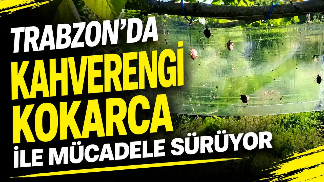 Trabzon’da kahverengi kokarca ile mücadele sürüyor