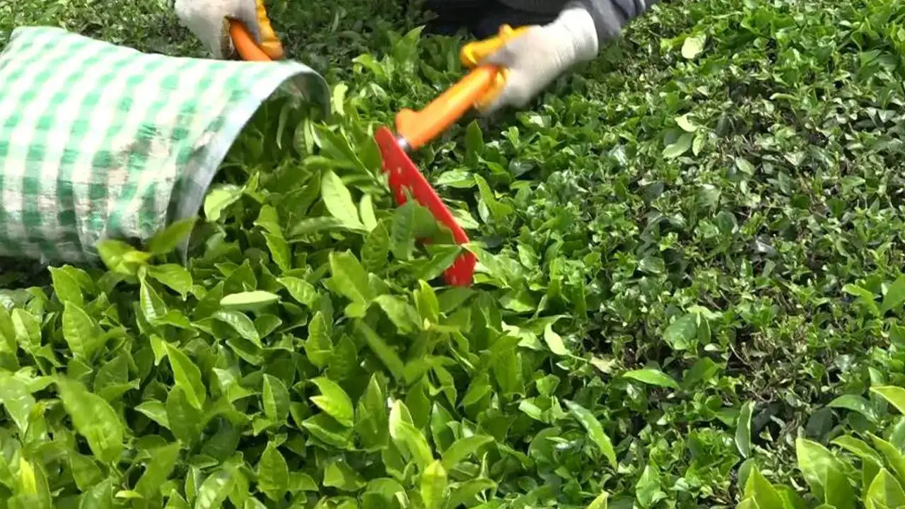 Rize’de 35 TL’lik yaş çay fiyatı memnuniyet yarattı