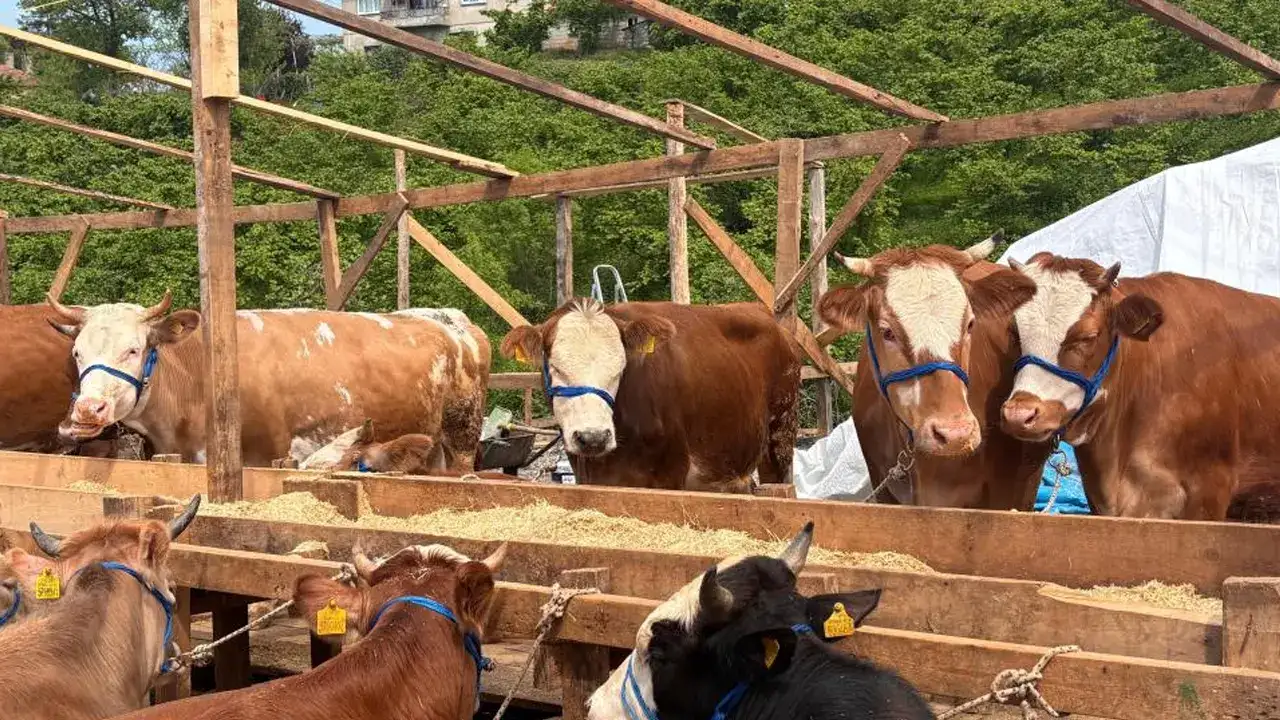 Trabzon’da kurban pazarı şenlendi! “Paşa” ilgi odağı oldu
