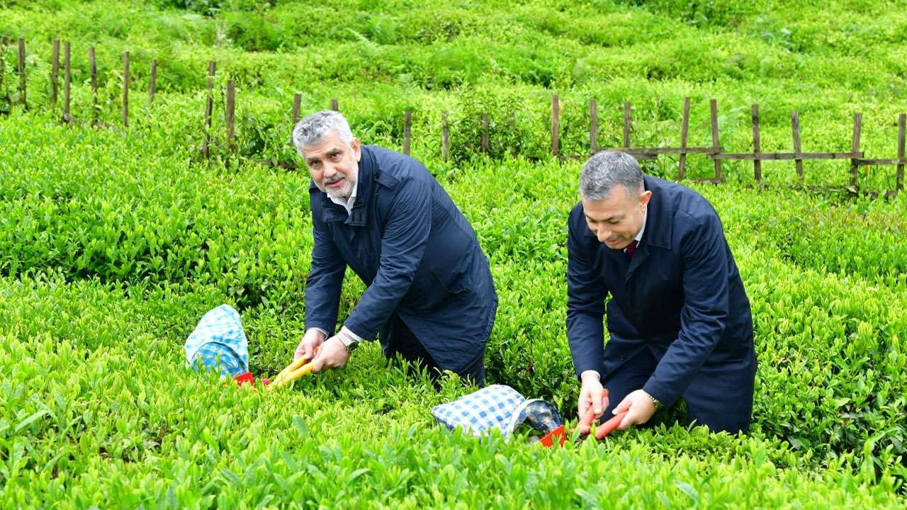 Trabzon'da 2026 yaş çay sezonu dualarla açıldı: 1 milyon 400 bin ton vurgusu!