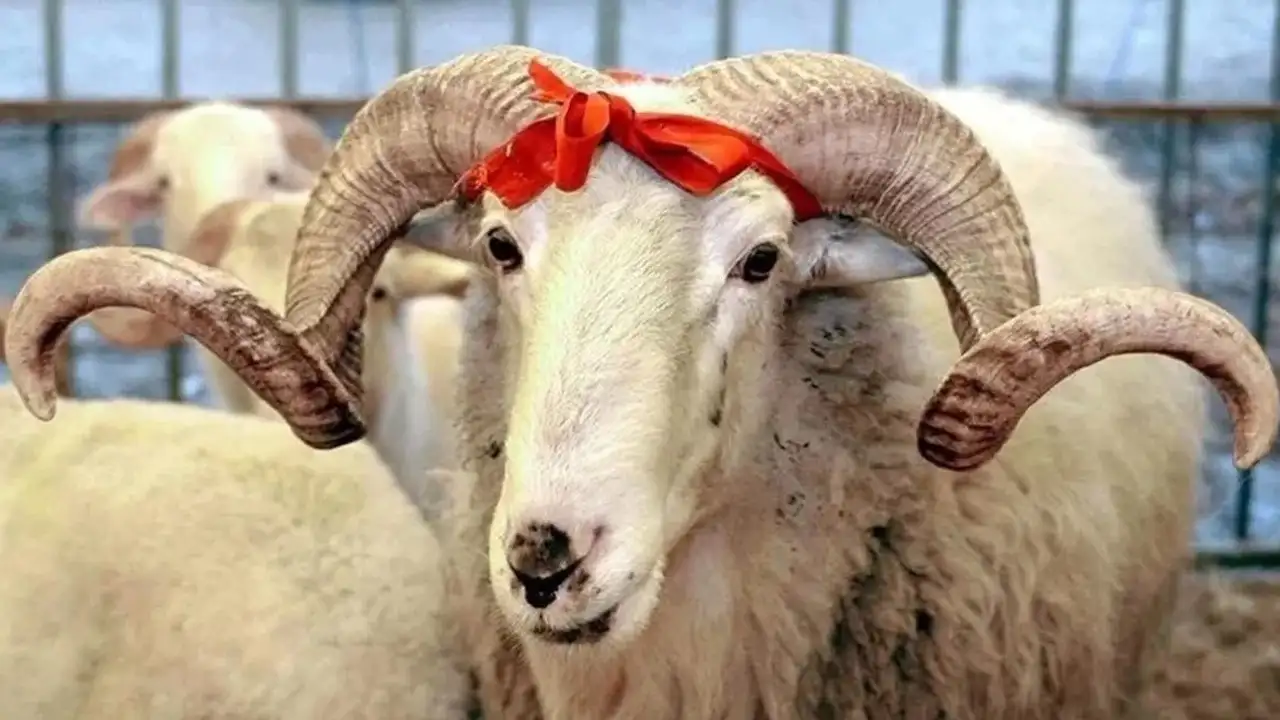 Kurban Bayramı’na kaç gün kaldı? Kurban Bayramı hangi gün?