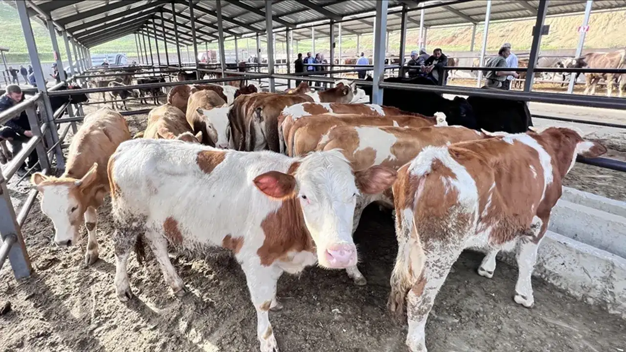 Kurban etinde bu belirtilere dikkat! Uzman isim tek tek anlattı