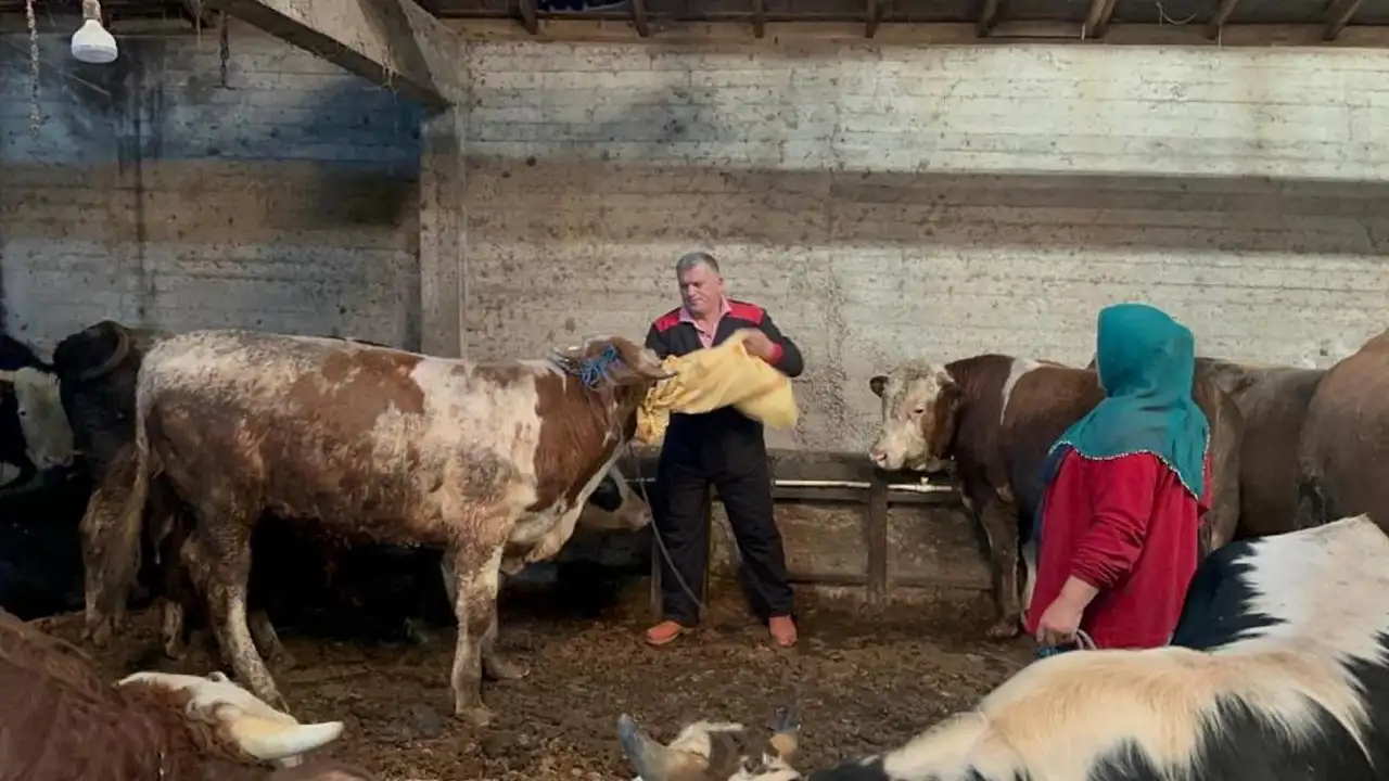 Ordu’da kurban pazarları hareketlendi! Fiyatlar belli oldu