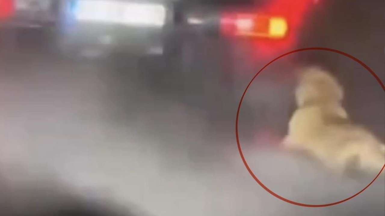 Bölgemizde akılalmaz olay! Köpeği kamyonetin arkasında sürükledi