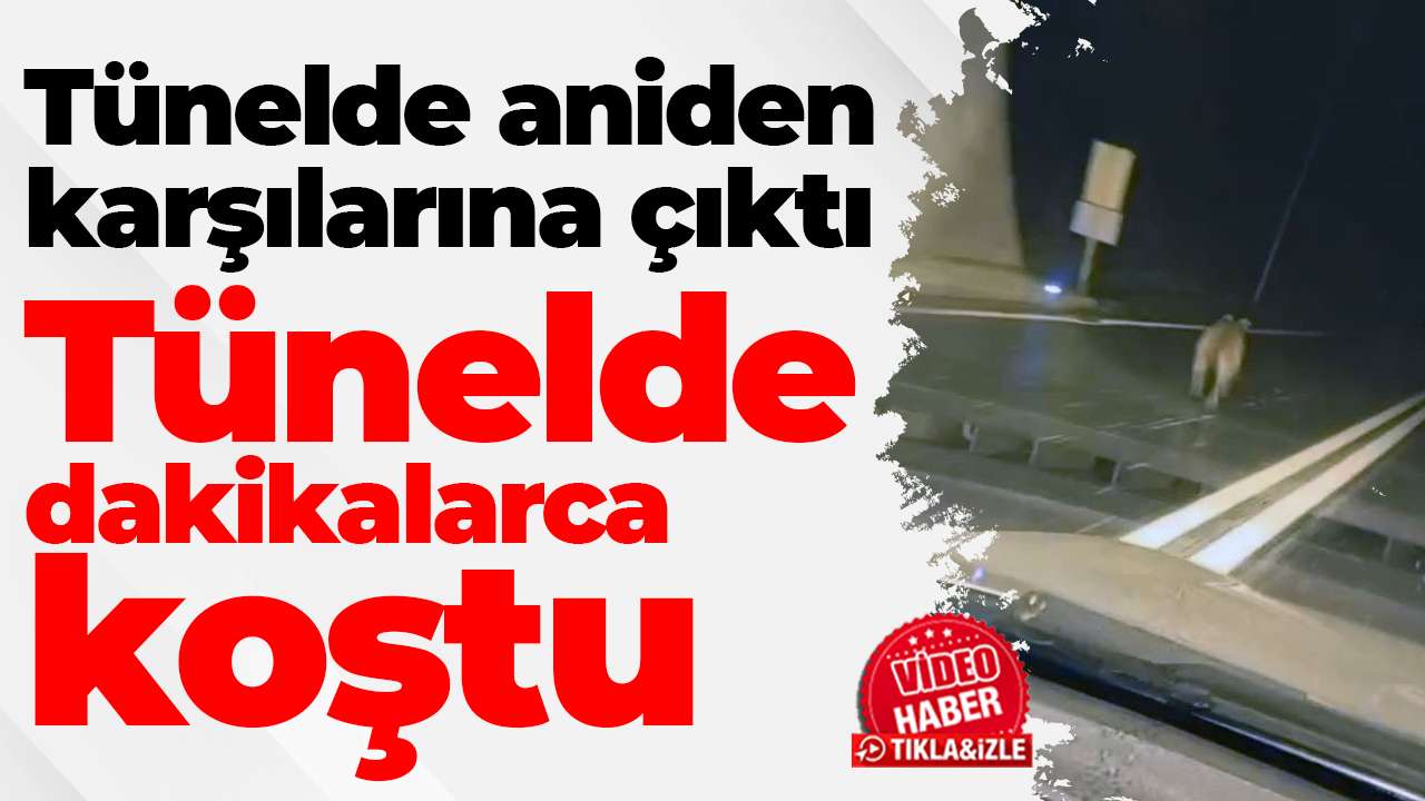 Tünelde aniden karşılarına çıktı: Tünelde dakikalarca koştu