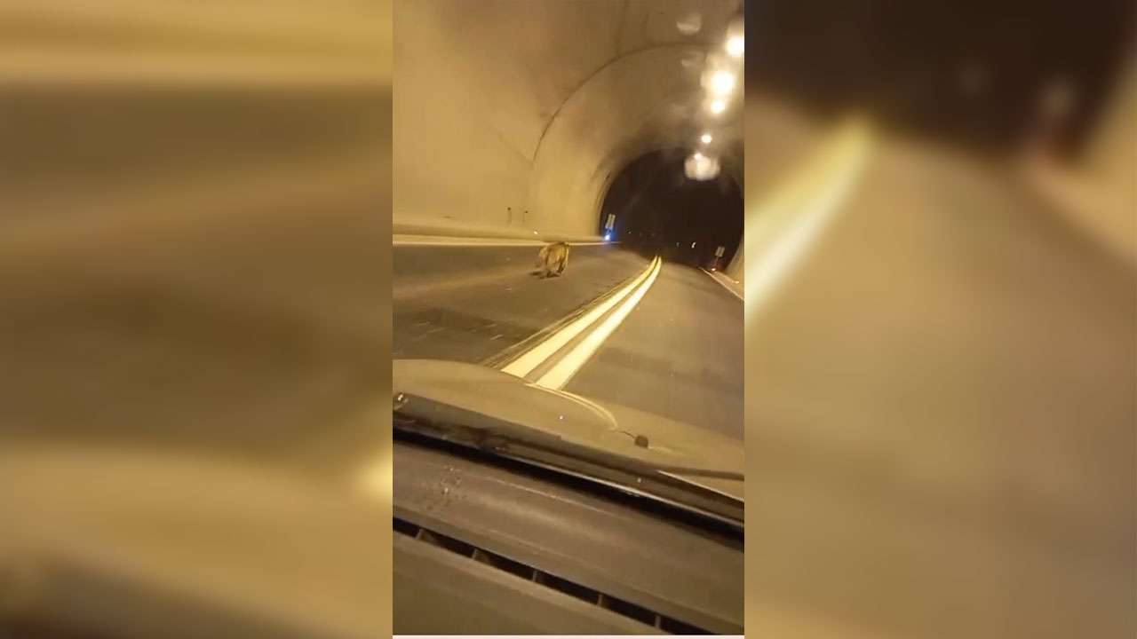 Tünelde ayı paniği! Aracın önünde metrelerce koştu
