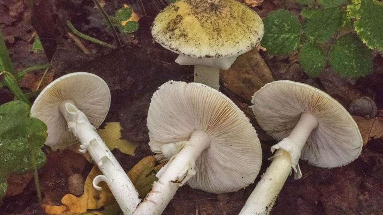 Karadeniz’de mantar riski artıyor: Uzmandan kritik uyarı