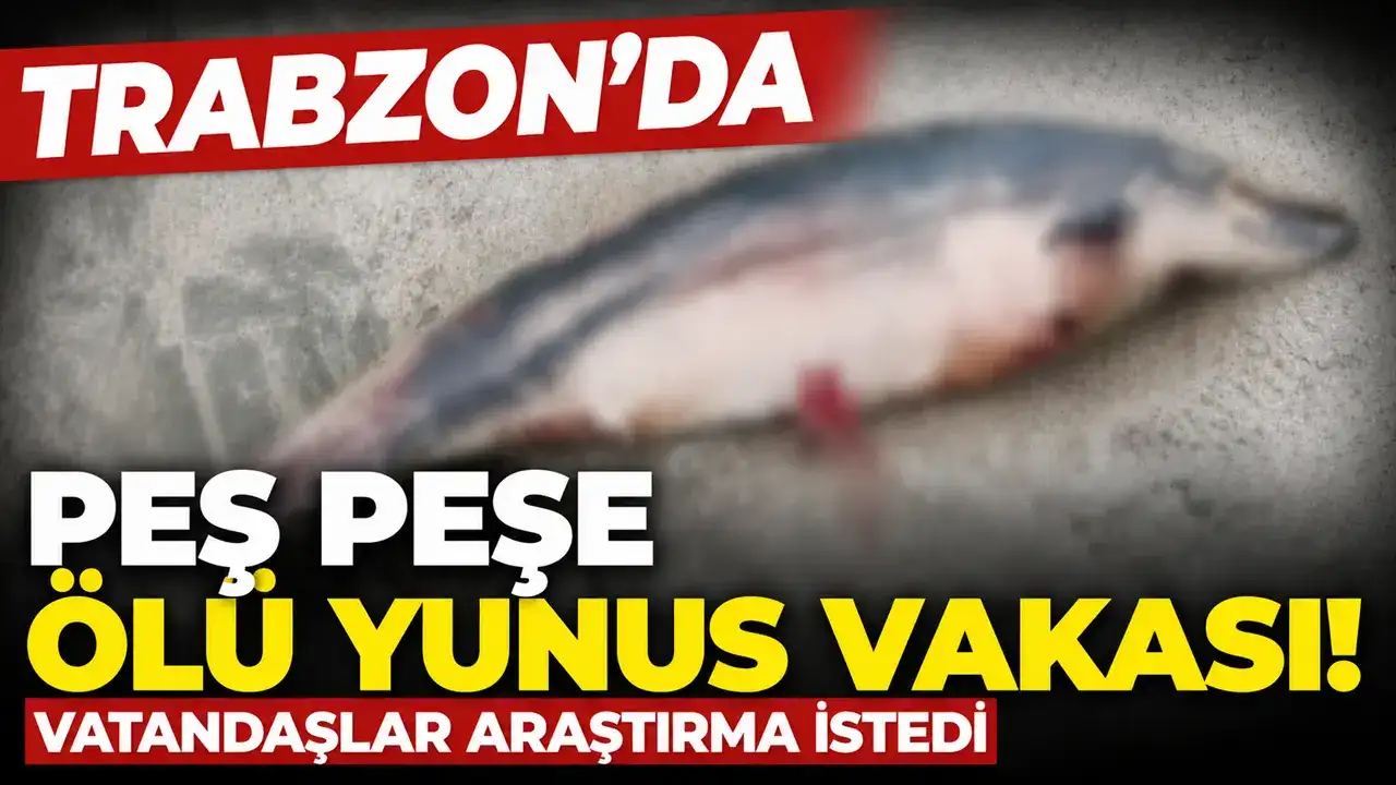 Trabzon’da peş peşe ölü yunus vakası! Vatandaşlar araştırma istedi