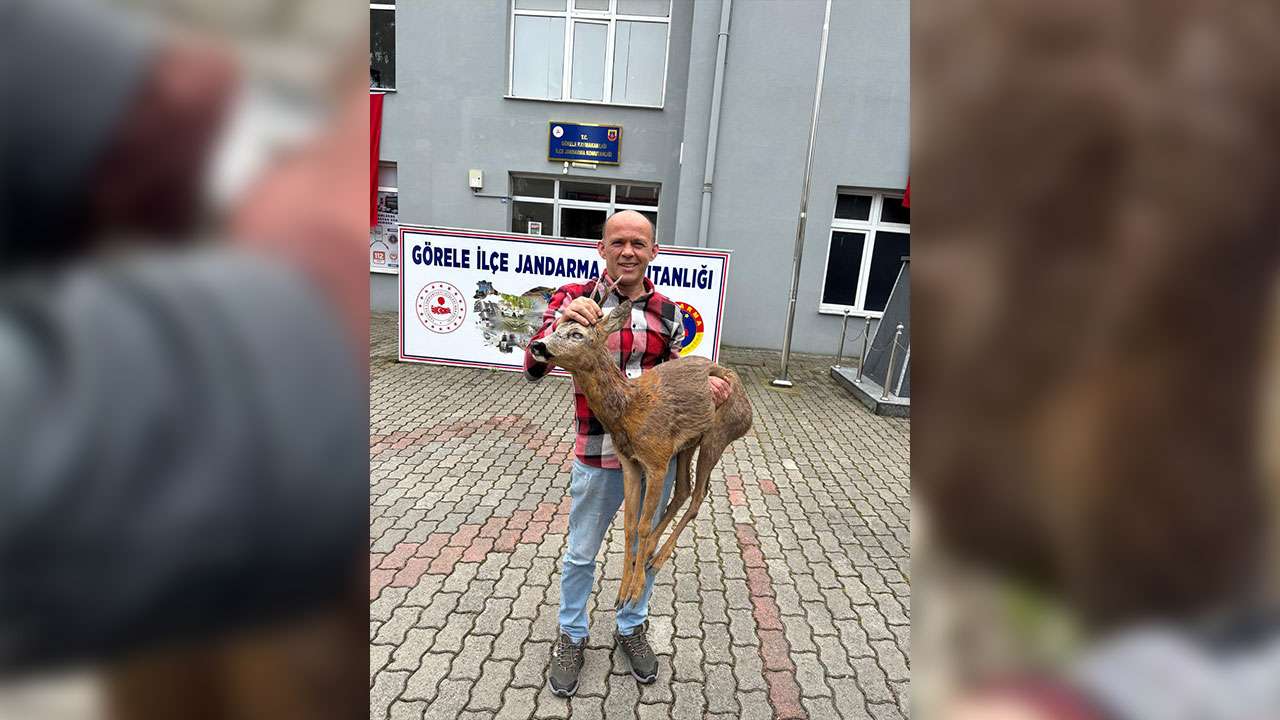 Giresun’da köpeklerin saldırdığı karacayı vatandaş kurtardı