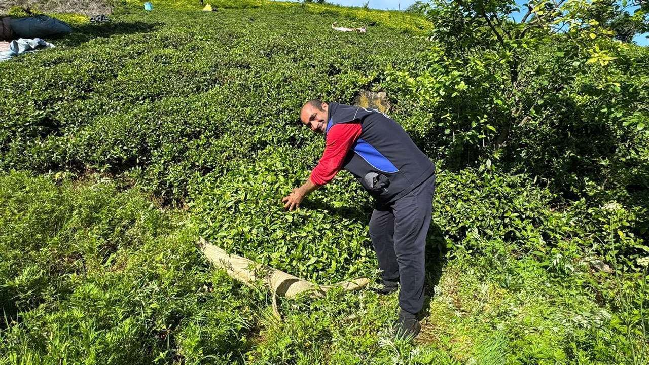 Rize’de çay üreticileri ilk sürgün hasadına bahçelere girdi