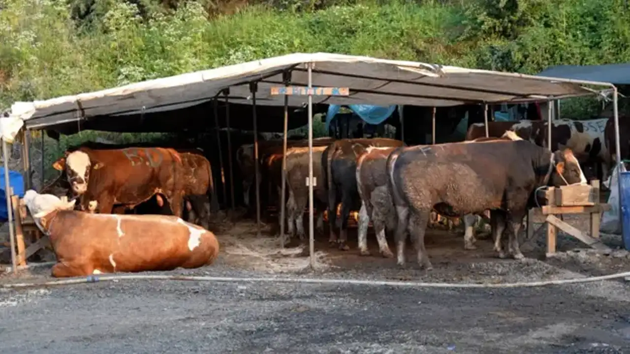 Bayburt’ta Kurban Bayramı hazırlıkları sürüyor
