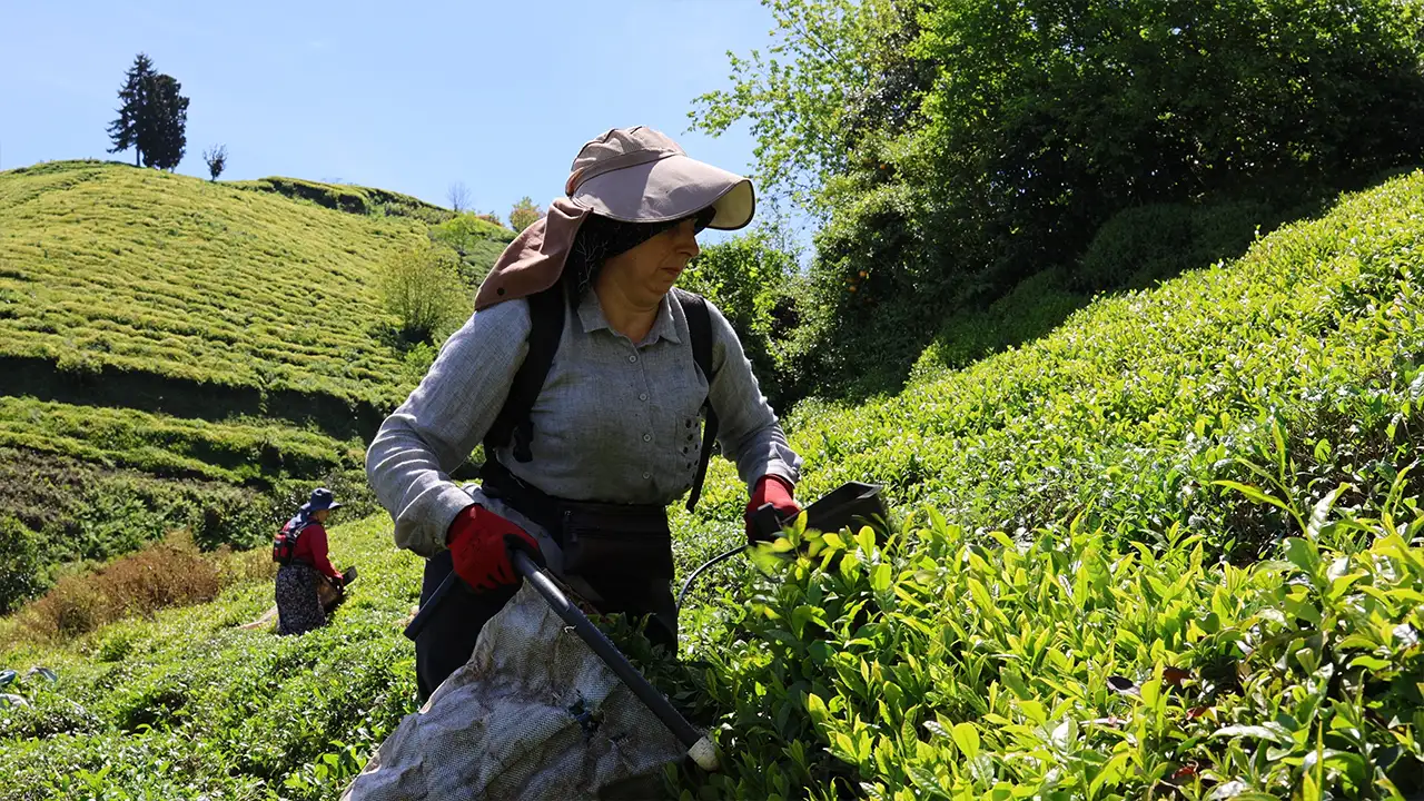 Doğu Karadeniz’de yaş çay hasadı 12 gün gecikmeli başladı