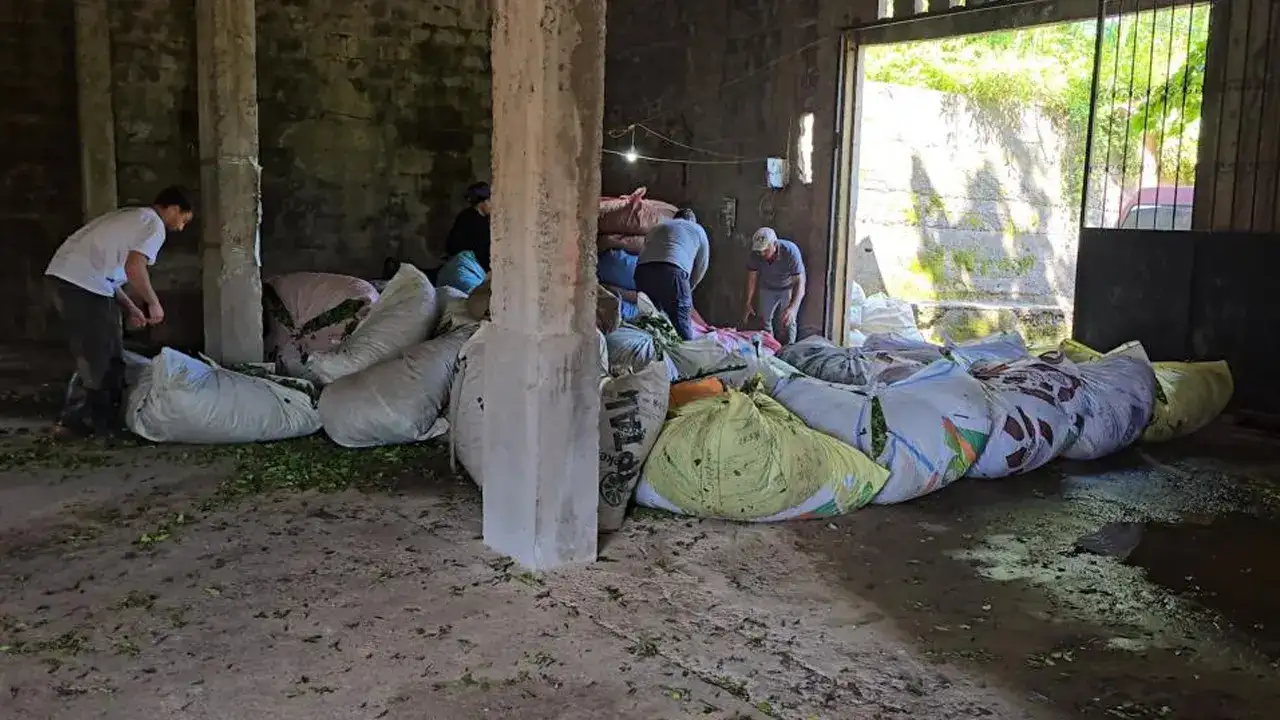 ÇAYKUR sezonun ilk gününde 900 ton çay aldı